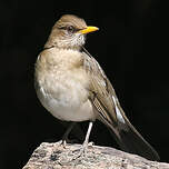 Merle à ventre clair