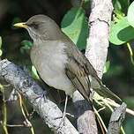 Merle à ventre clair