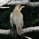 Merle à ventre clair