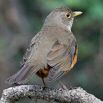 Merle à ventre roux