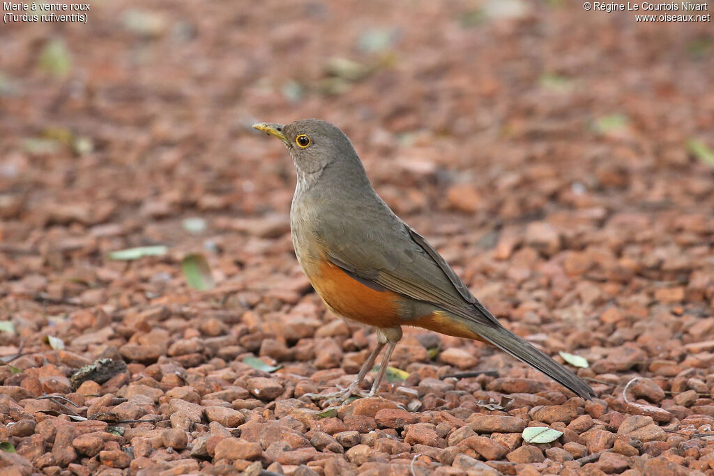 Rufous-bellied Thrush
