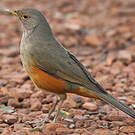 Merle à ventre roux
