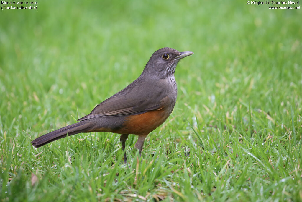 Rufous-bellied Thrush