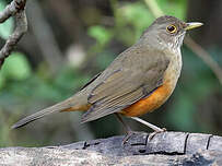 Merle à ventre roux