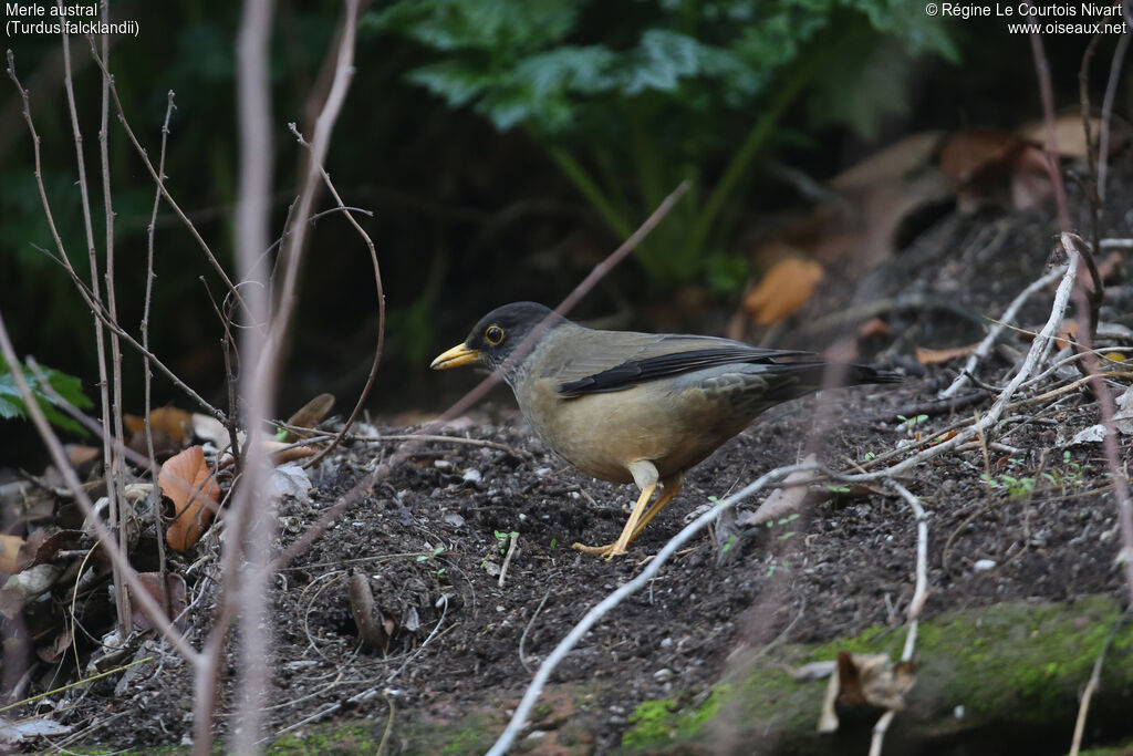 Austral Thrush