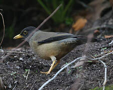 Austral Thrush