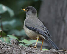 Austral Thrush