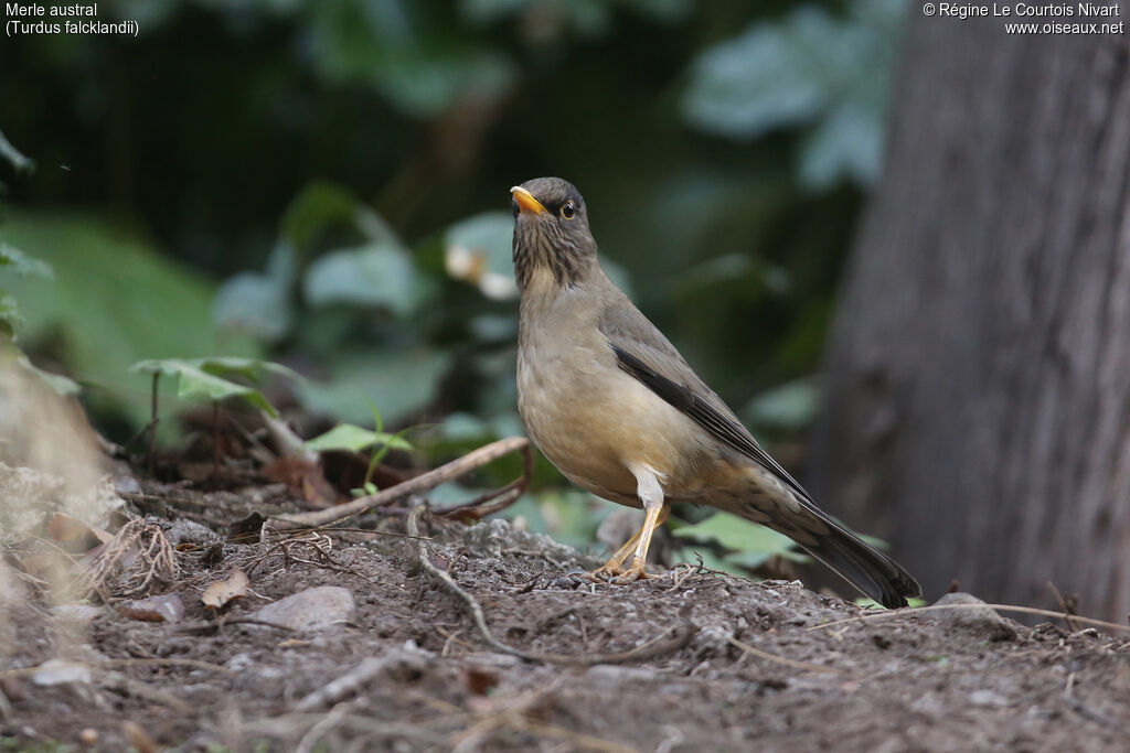 Austral Thrush