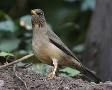 Austral Thrush