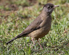 Austral Thrush