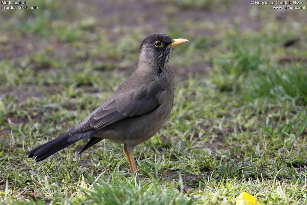 Austral Thrush