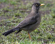 Austral Thrush