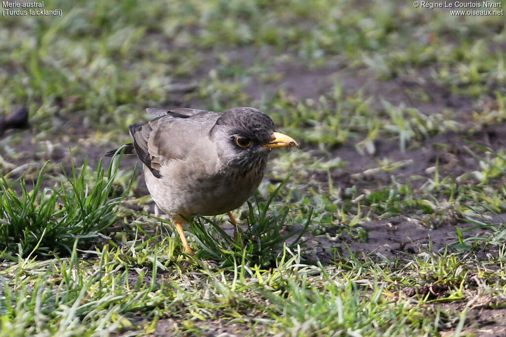 Austral Thrush