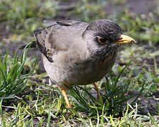 Austral Thrush