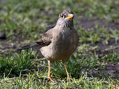 Austral Thrush