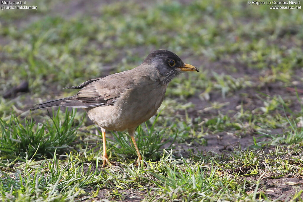 Austral Thrush