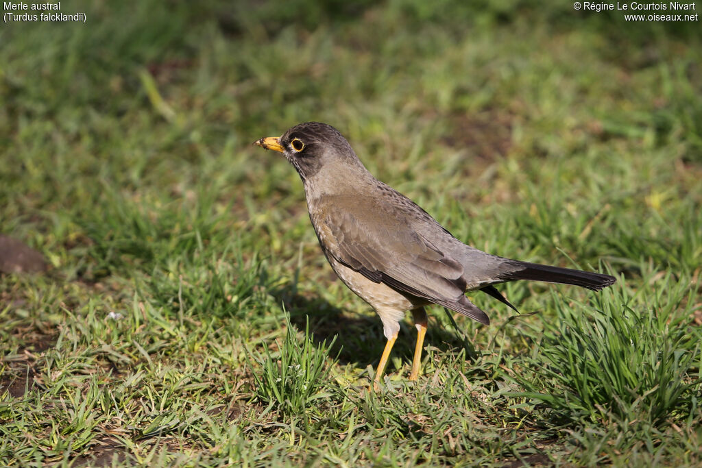 Austral Thrush