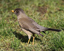 Austral Thrush