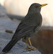 Chiguanco Thrush