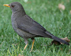 Chiguanco Thrush