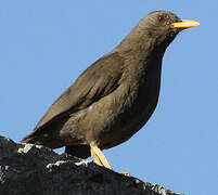 Chiguanco Thrush