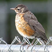 American Robin