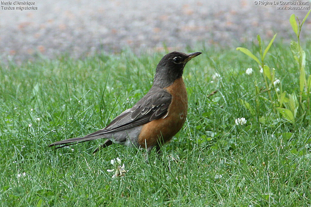 American Robin