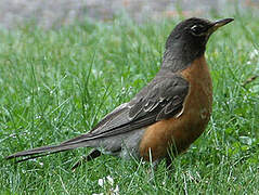 American Robin