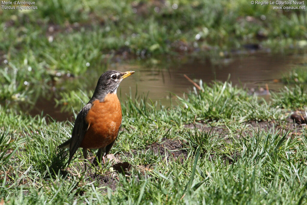 American Robin