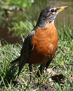 American Robin