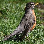 American Robin