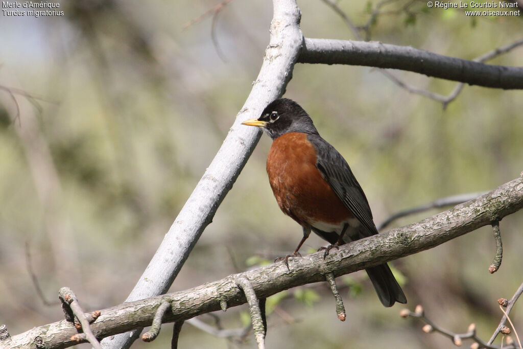 American Robin