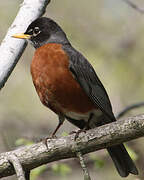 American Robin