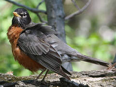 American Robin