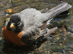 American Robin