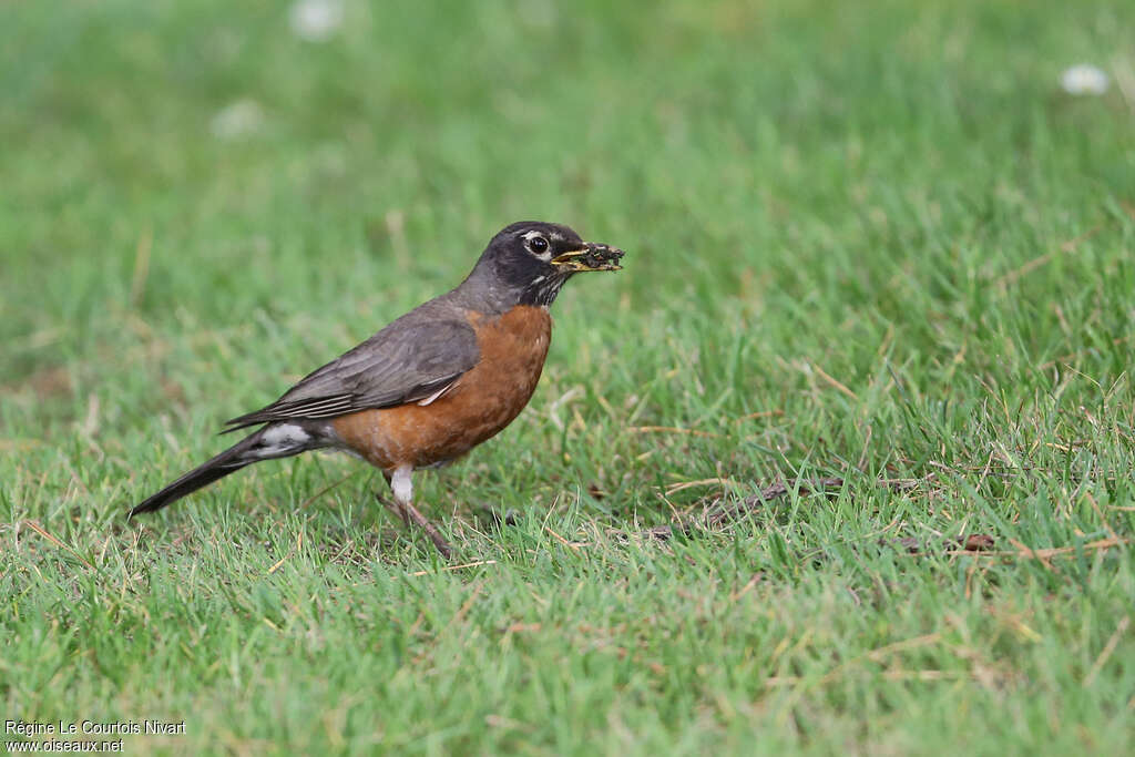 American Robin male adult, feeding habits, Reproduction-nesting