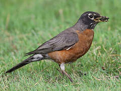 American Robin