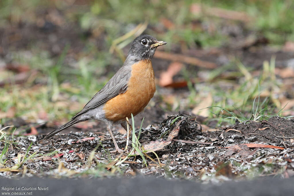 American Robin female adult