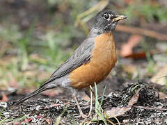 American Robin