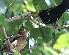 Common Blackbird