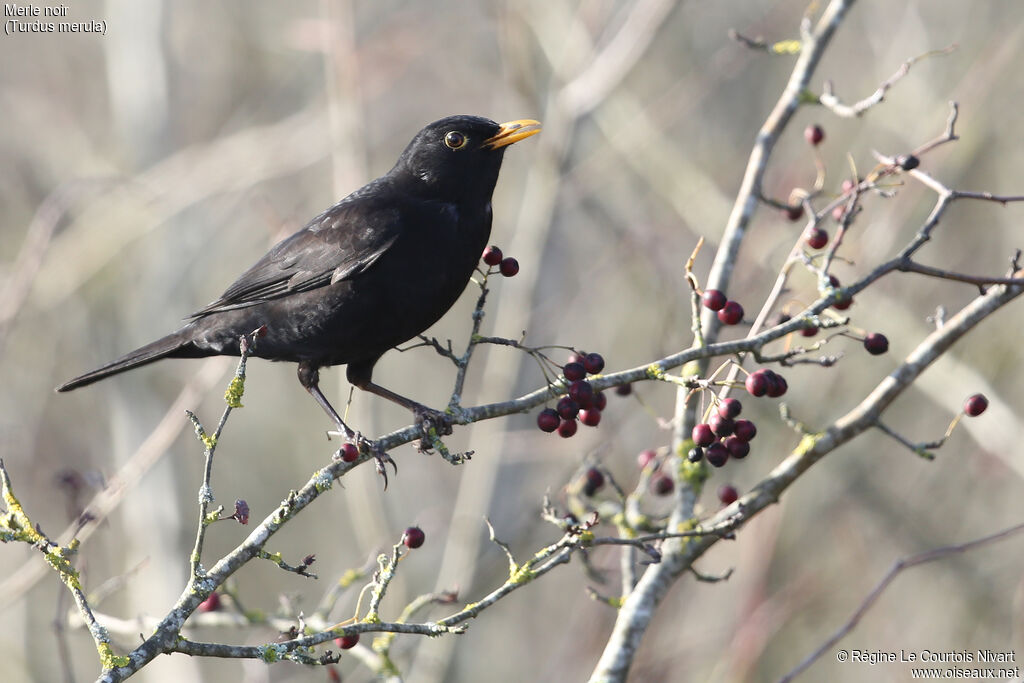 Common Blackbird