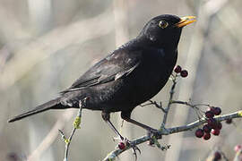 Common Blackbird