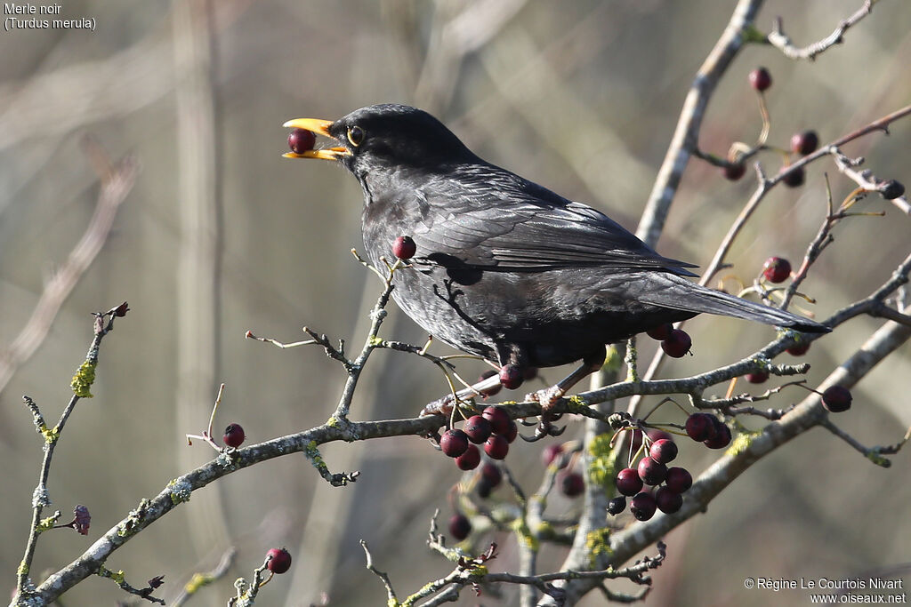 Common Blackbird