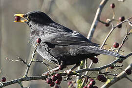 Common Blackbird