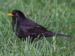 Common Blackbird