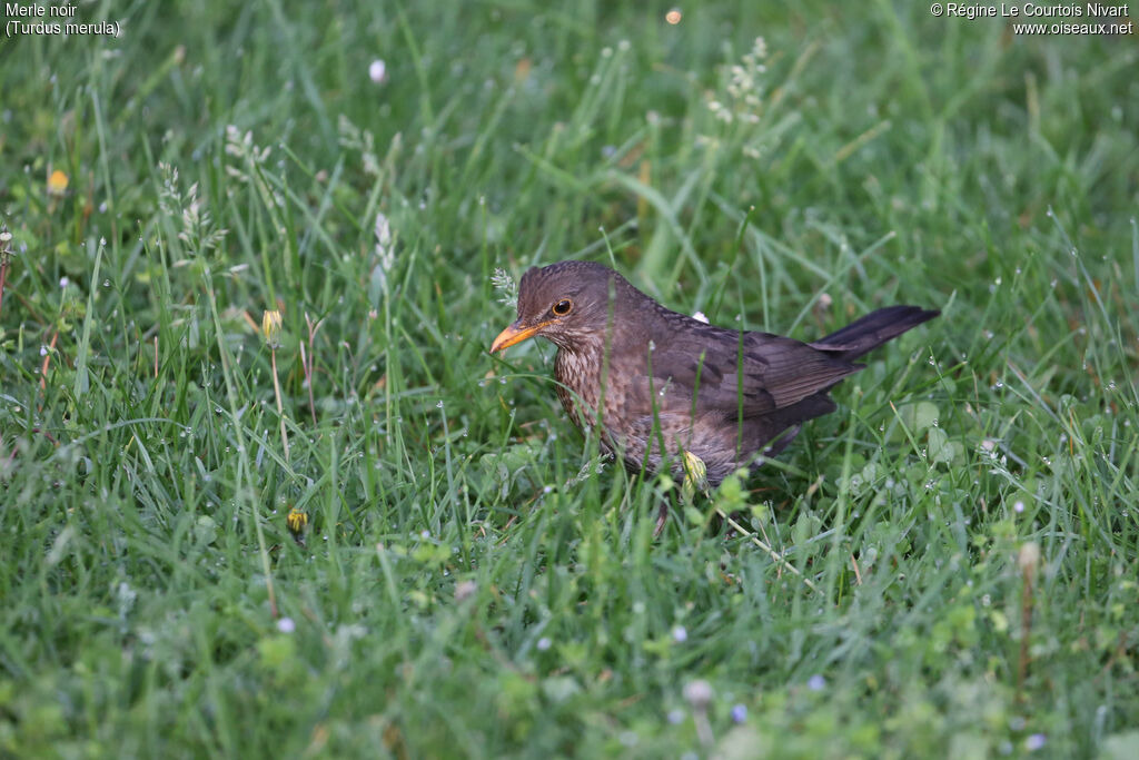 Common Blackbird female adult