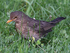 Common Blackbird