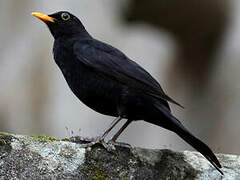 Common Blackbird