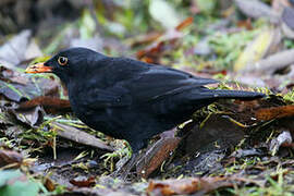 Common Blackbird