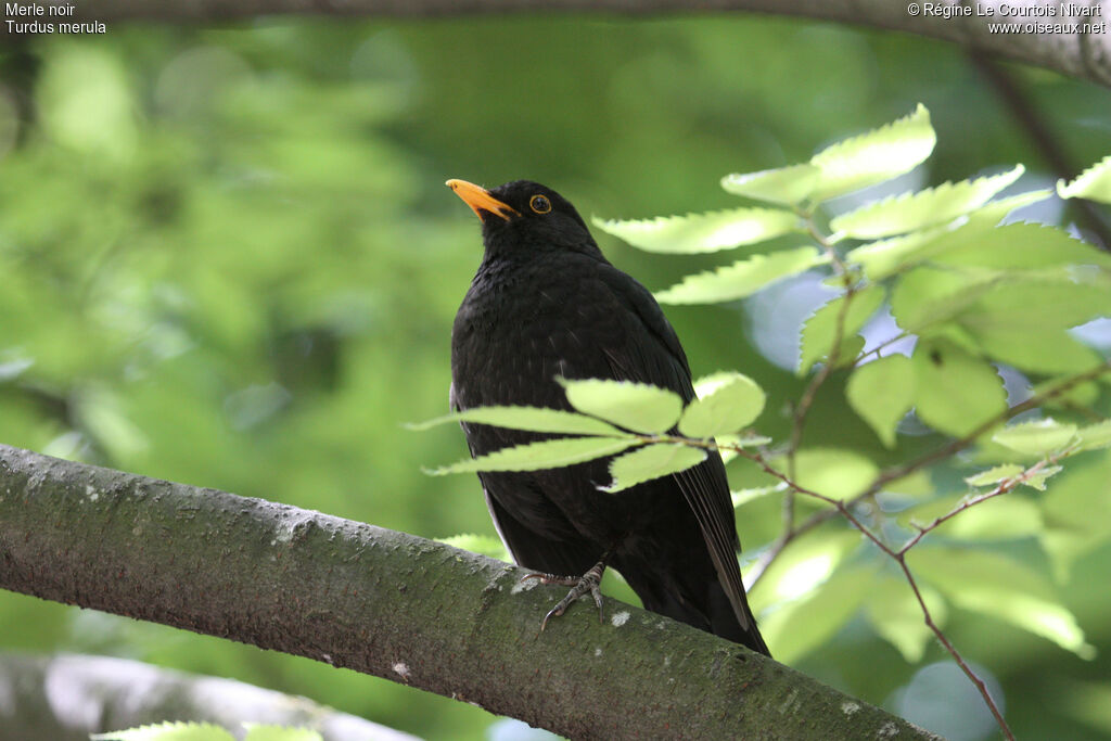 Common Blackbird male adult